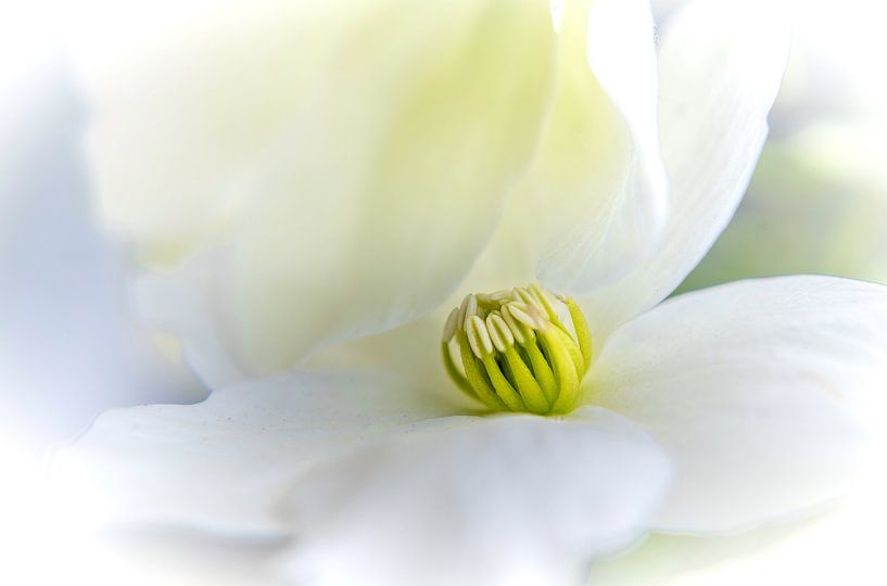 Close-up van een bloemetje van de clematis van Rietje Bulthuis
