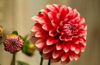 Dahlia