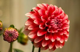 Dahlia by L Nellestijn