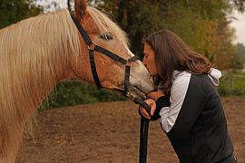 Fotoshooting mit hellbraunem Haflinger mit beiger Mähne