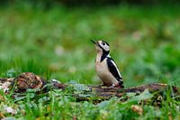 Great spotted woodpecker