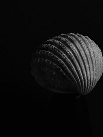 Coquillage 2 sur Nancy Overgaauw