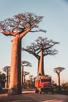 Roter Lastwagen zwischen Affenbrotbäumen in Madagaskar
