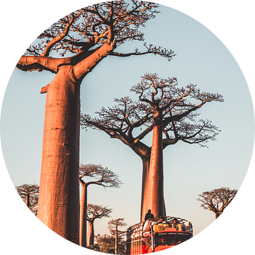 Rode truck tussen baobab bomen in Madagascar van Expeditie Aardbol