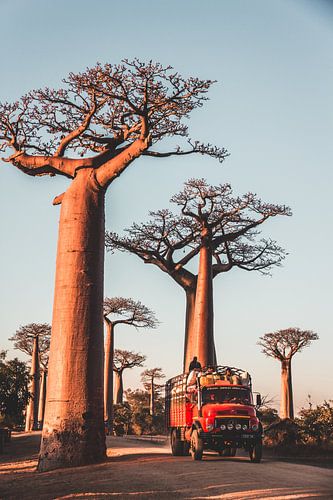 Camion rouge entre les baobabs à Madagascar