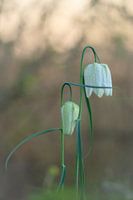 Zwolle Tulpe
