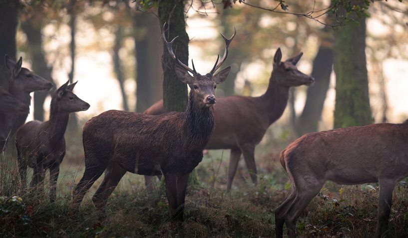 Rotwildherde in stimmungsvollem Wald von Peter Ponsteen