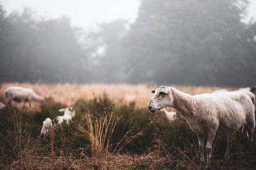 Wolfhezer heath part 5