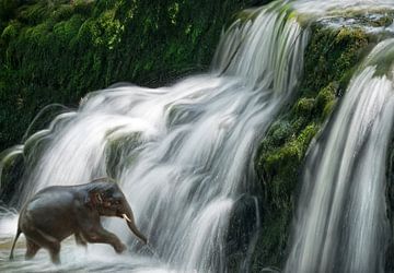 Elefant im Wasserfall von Marcel van Balken