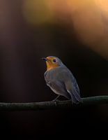Robins