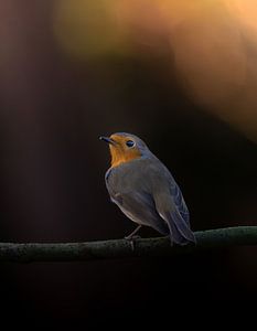 Roodborst van arnemoonsfotografie