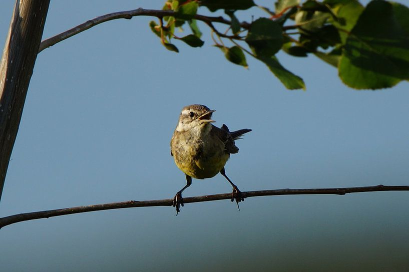 De vogel zingt zijn eigen lied van Lennard Kazen