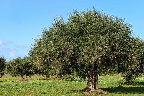 Olive trees in the field