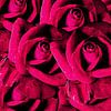 Rode rozen die het hele beeld vullen van Susan Hol