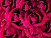 Rode rozen die het hele beeld vullen van Susan Hol thumbnail