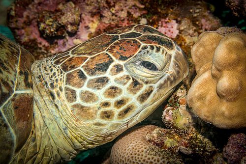 Zeeschildpad, Rode Zee, Egypte