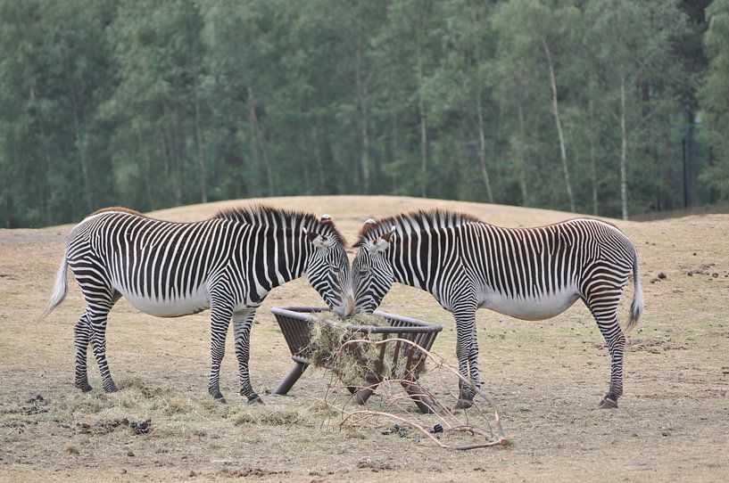 Spiegelbeeld van Wil Gulpen