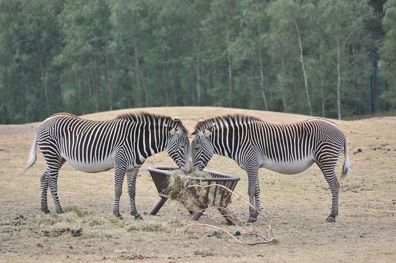 Spiegelbeeld van Wil Gulpen