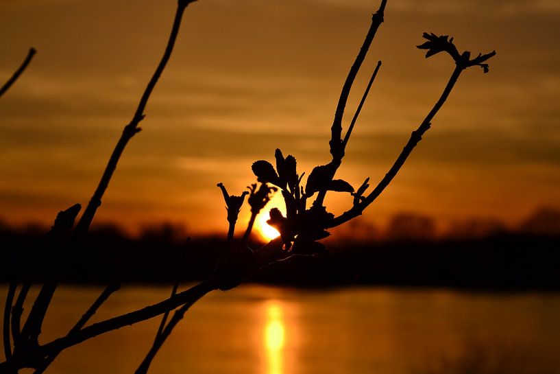Coucher de soleil à travers une branche sur la Meuse par Beelden van Bo