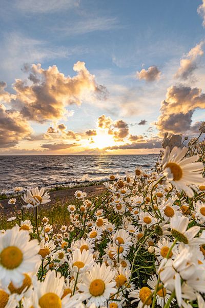 sea of flowers on the IJsselmeer by Peter Abbes