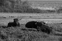 Schotse hooglanders