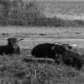 Schotse hooglanders van Hans van Otterloo