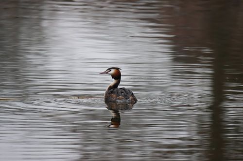 Haubentaucher in der Reflexion