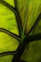 groen blad
