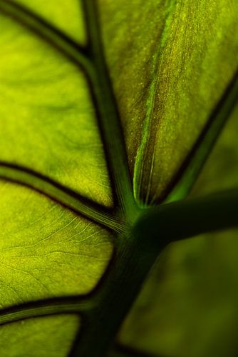 groen blad