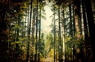 Bayerischer Wald in Lomo effect van Photo Art Thomas Klee thumbnail