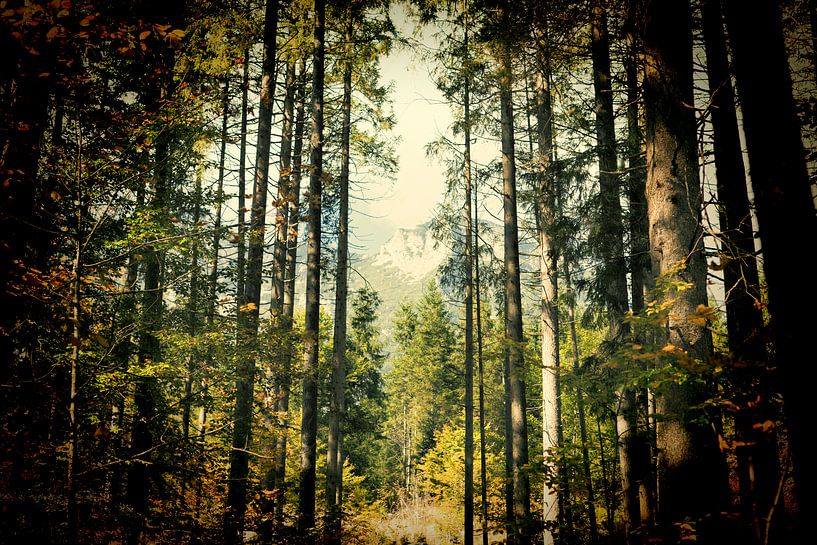 Bayerischer Wald in Lomo effect van Photo Art Thomas Klee