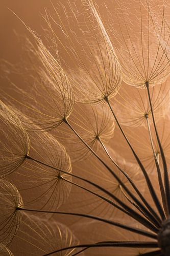 Warme nostalgische sfeer: Pluisjes in het licht van Marjolijn van den Berg