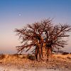 Baobab van Orangefield-images