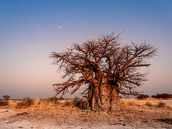Baobab