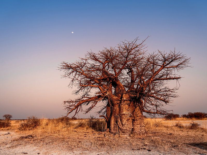 Baobab by Orangefield-images