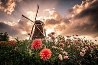 Zonsondergang bij de Piepermolen in Rekken
