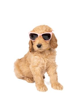 Een labradoodle pup zittend met een roze zonnebril tegen een witte achtergrond van Leoniek van der Vliet