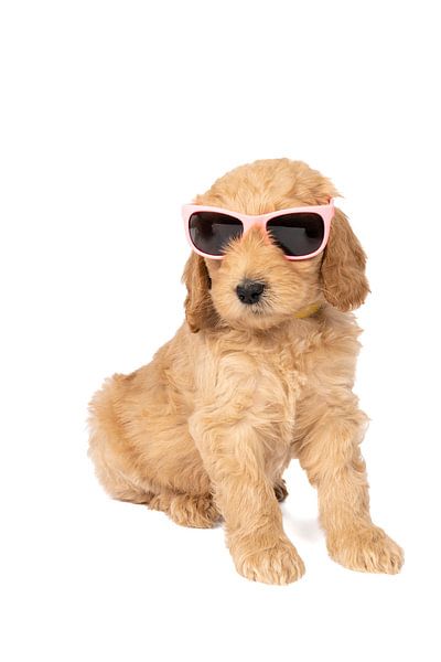 Ein Labradoodle-Welpe sitzt mit einer rosa Sonnenbrille vor einem weißen Hintergrund von Leoniek van der Vliet