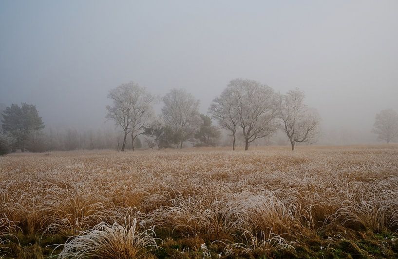 First night frost by A Rap