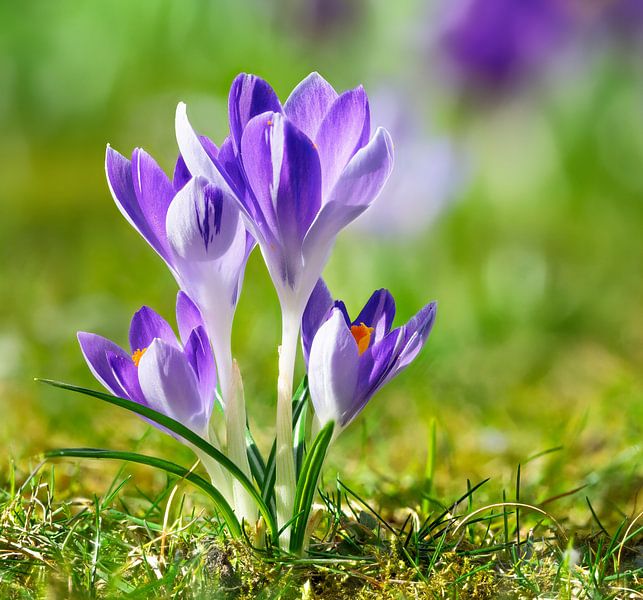 Macro of purple crocus flowers in the garden by ManfredFotos