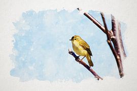 Chiffchaff watercolour