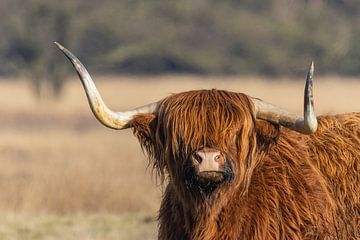 Schotse Hooglander van Marieke Deinum