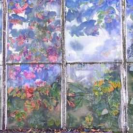Grape vines behind old fogged glass historic plant greenhouse by Ans Houben