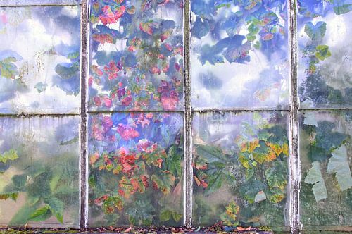 Vignes derrière une vieille serre historique en verre embué.