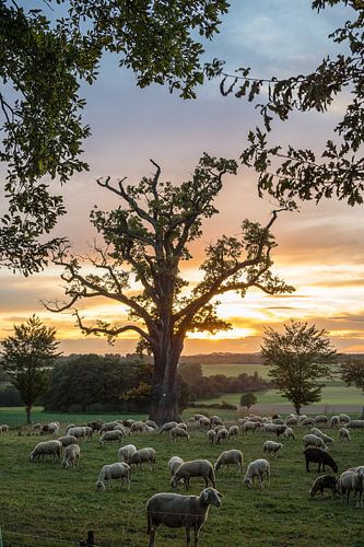 Schapen bij de oude eik