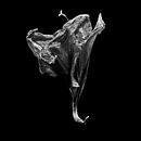 Ammaryllis bloem van Vers Licht Fotografie thumbnail
