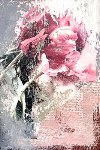 Tulpen 'Behind'