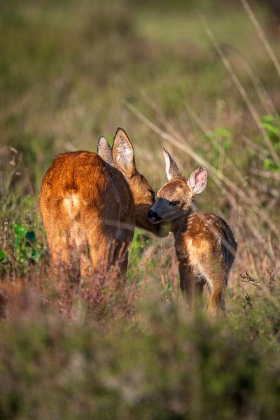 Rehbock mit Kitz von Andy van der Steen - Fotografie