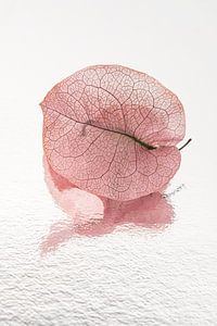 Old pink leaf with reflection: The grain structure