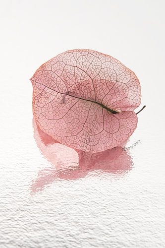 Vieille feuille rose avec reflet : la structure du grain